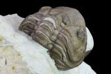 Big, Enrolled Lochovella (Reedops) Trilobite - Oklahoma #135459-5